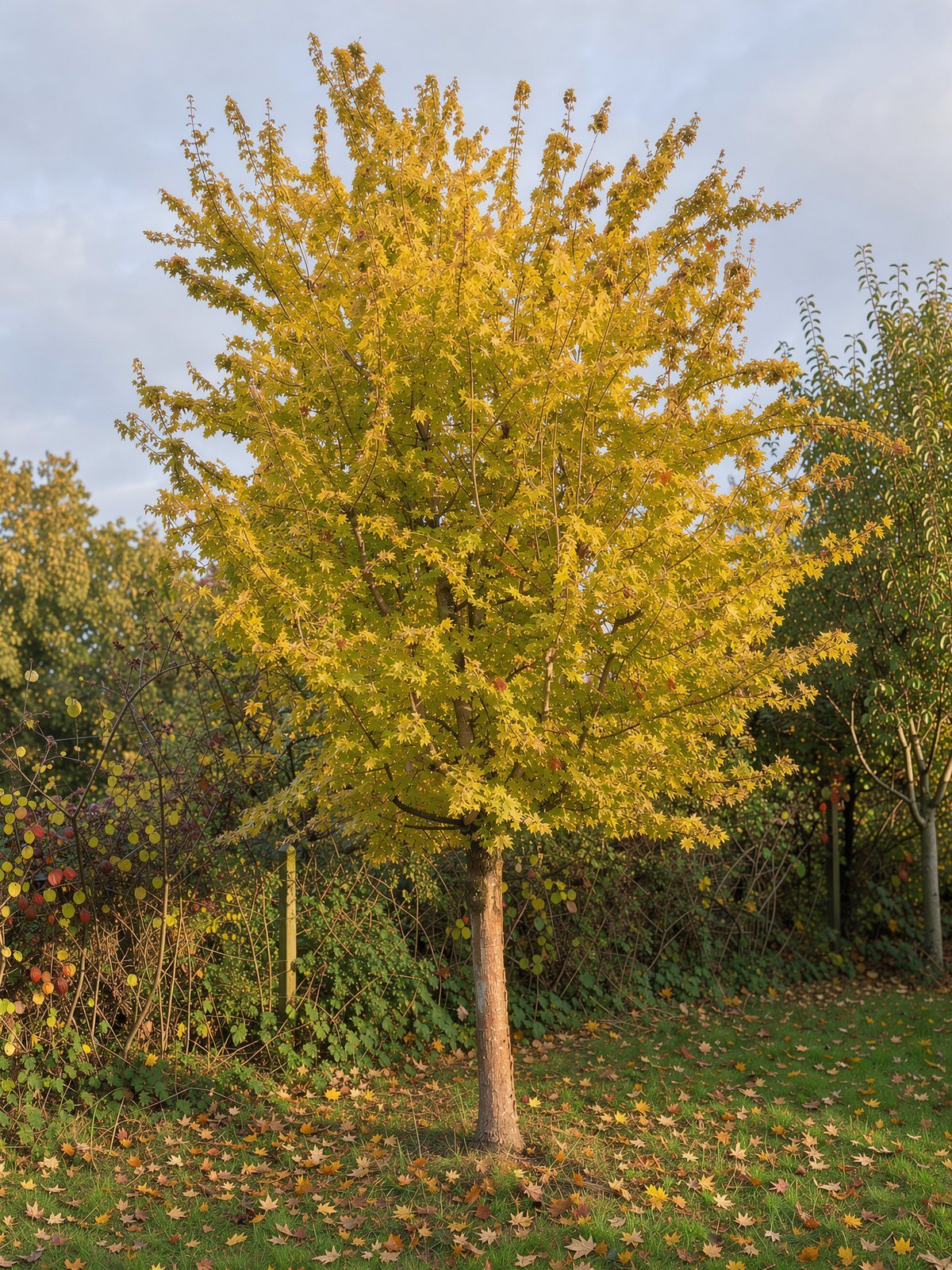 Spaanse aak (veldesdoorn) (Acer campestre) in een tuin