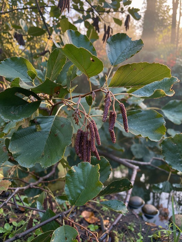 Zwarte els (Alnus glutinosa)