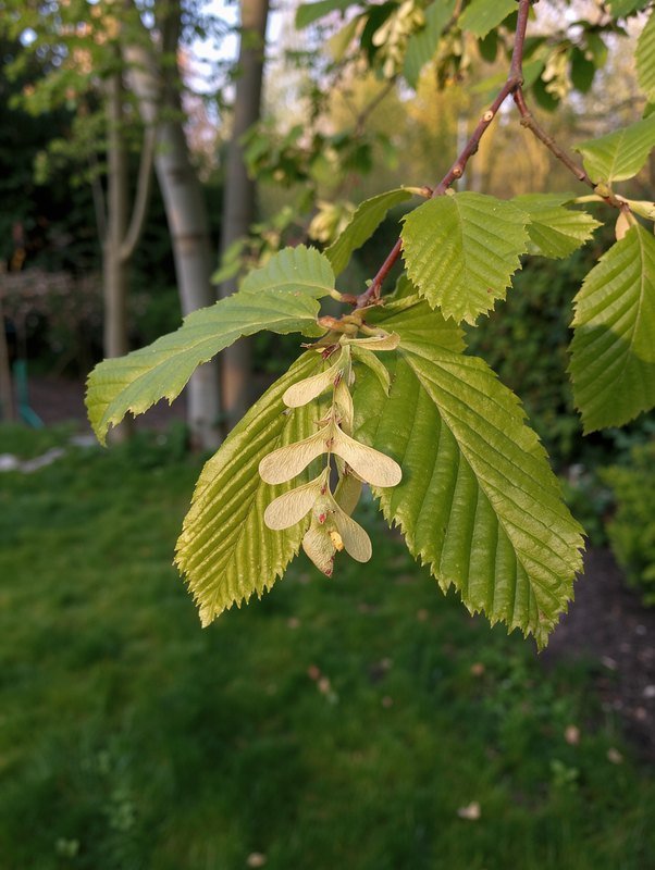 Haagbeuk (Carpinus betulus)
