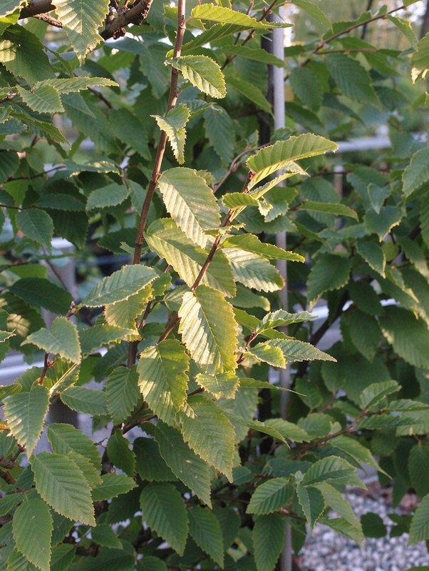 Zuilhaagbeuk (Carpinus betulus 'Frans Fontaine')
