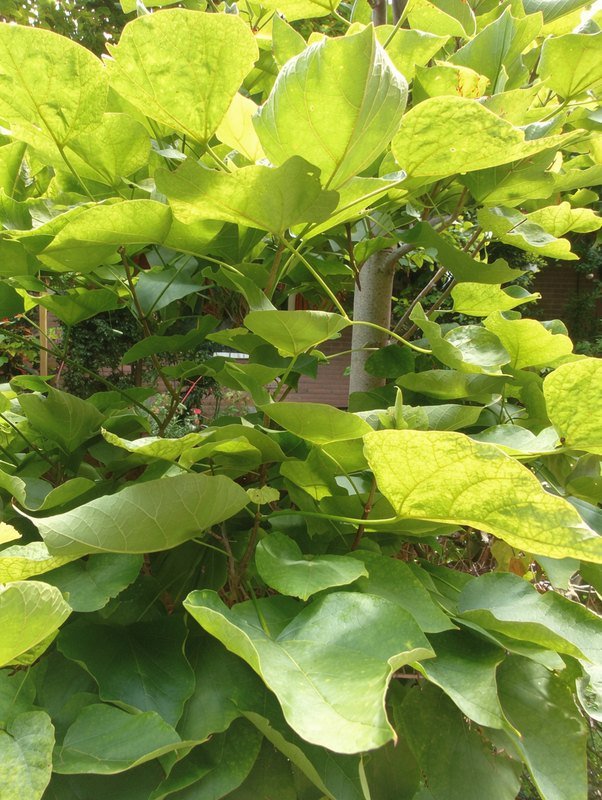 Boltrompetboom (Catalpa bignonioides 'Nana')