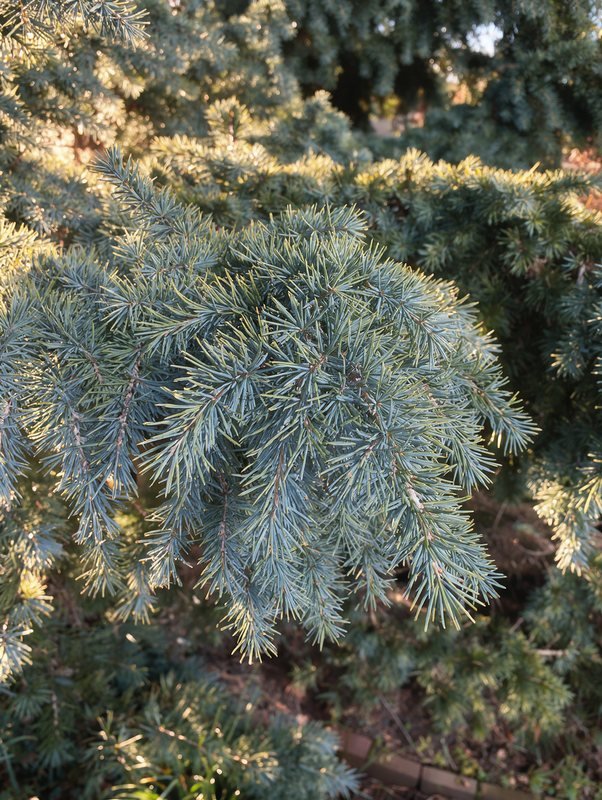 Himalayaceder 'Feelin' Blue'