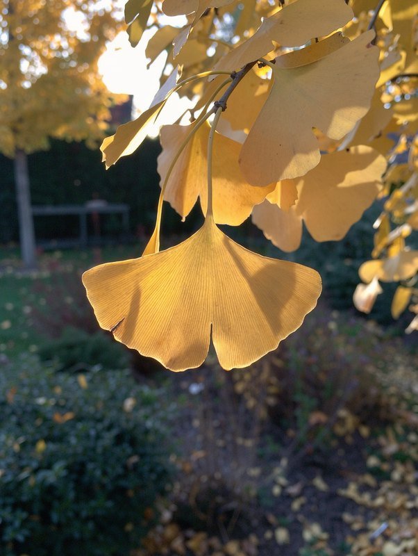 Japanse notenboom (ginkgo) (Ginkgo biloba)