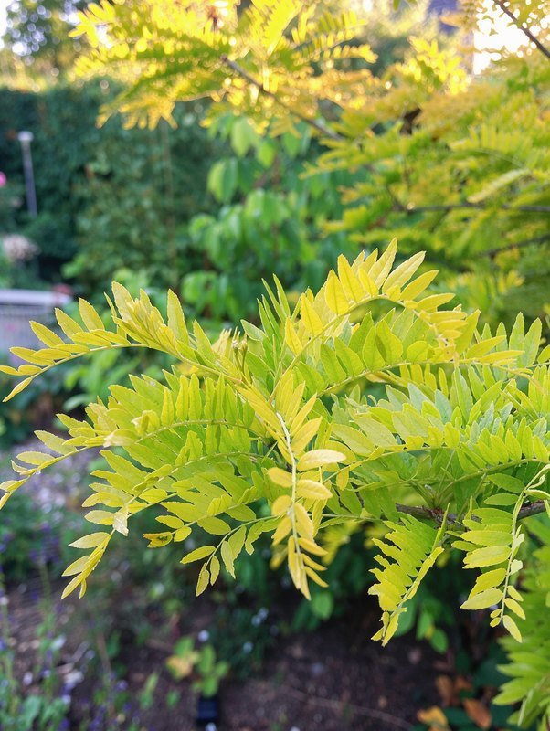 Valse christusdoorn 'Sunburst' (Gleditsia triacanthos 'Sunburst')