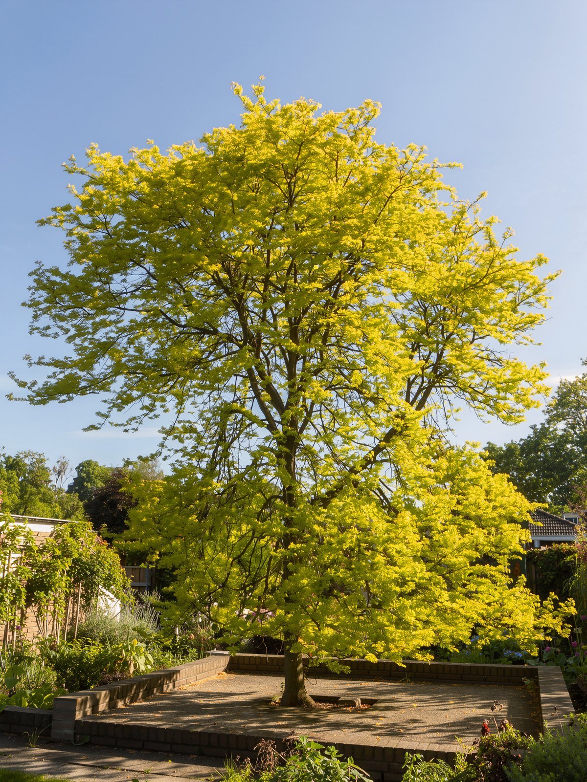 Valse christusdoorn 'Sunburst' (Gleditsia triacanthos 'Sunburst') in een tuin