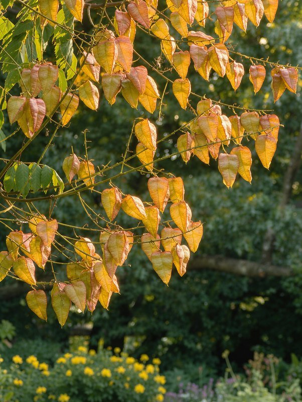 Blazenboom (Chinese vernisboom) (Koelreuteria paniculata)