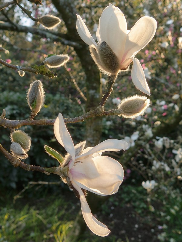 Japanse magnolia van dichtbij