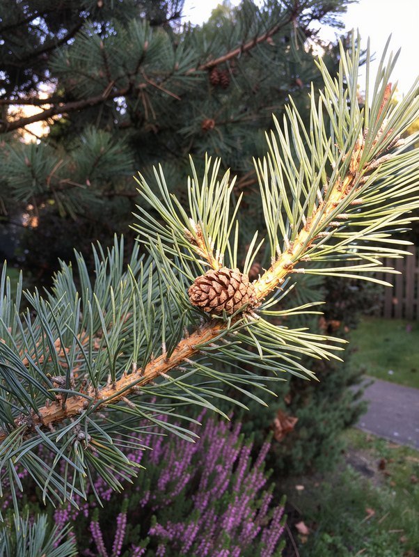 Grove den (Pinus sylvestris)