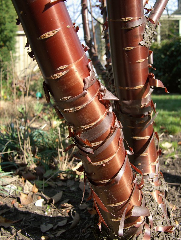 Tibetkers (Prunus serrula)
