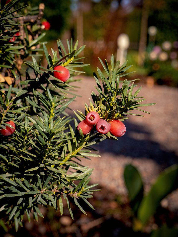 Venijnboom (taxus) op stam (Taxus baccata)