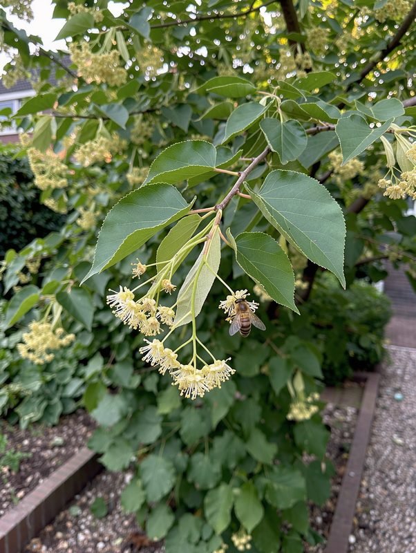 Bollinde 'Green Globe'